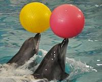 Before feeding, Risso's dolphins plan their dives