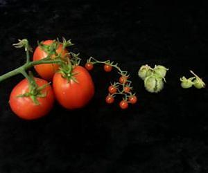 Comparing genomes of wild and domestic tomato