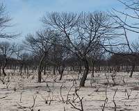 Forest fires as an opportunity for ecosystem recovery