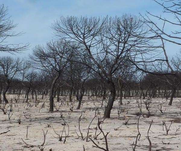 Spain worries over 'lifeless land' amid creeping desertification