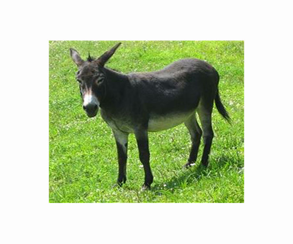 Six million donkeys slaughtered for Chinese medicine: charity