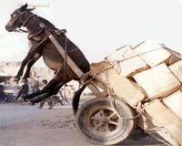 Donkey power fuels ecological rubbish revolution