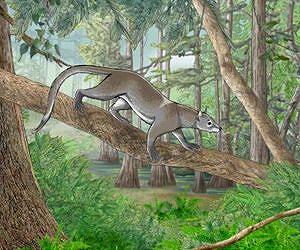 New fossils shed light on the origins of lions, and tigers, and bears (oh my!)