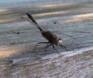 Insects are scared to death of fish