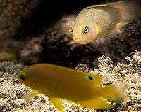 Smoke and mirrors on coral reefs: How a tiny fish deceives its prey