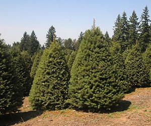 Oh, Christmas tree, oh Christmas tree