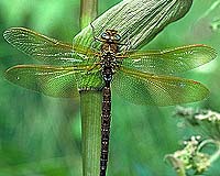 Dragonflies Uses Drag To Carry Their Weight Offer Insight Into Flight