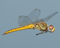 What do dragonflies teach us about missile defense?