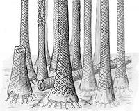 Tropical fossil forests unearthed in Arctic Norway