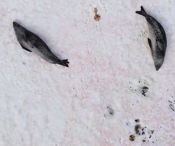 In Quebec, seal hunters want public to see practice in new light