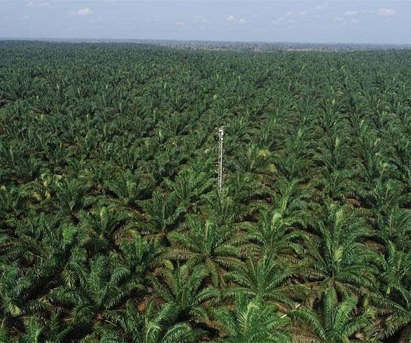 Is there more to palm oil than deforestation?