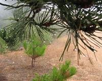 Moroccan villagers harvest fog for water supply