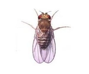 Fruit flies drawn to the sweet smell of youth