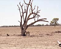 Australian Drought Linked To Global Warming