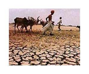 Cattle dying, fields scorched as drought strikes Senegal