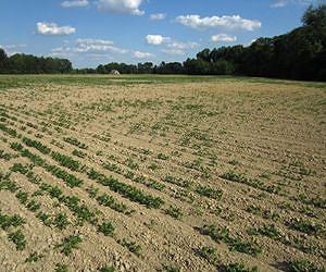 Researchers discover protein that helps plants tolerate drought, flooding, other stresses