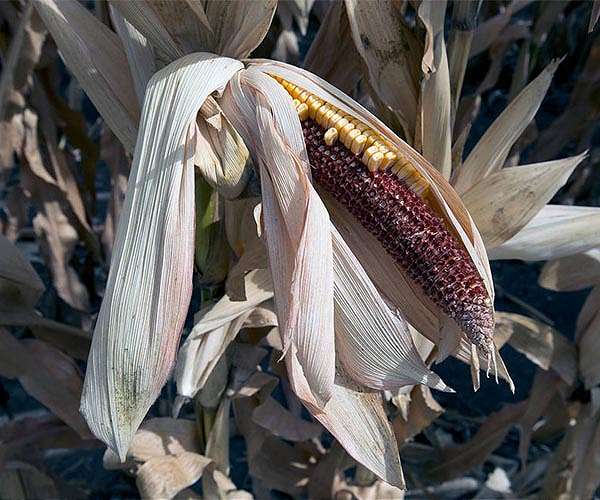 Clusters of weather extremes will increase risks to corn crops, society