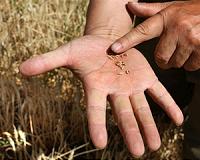 Critical factors that determine drought vulnerability of wheat, maize