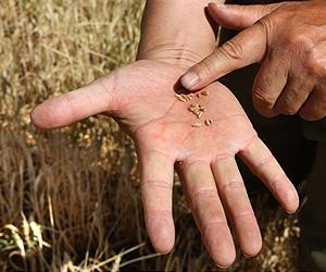 Pakistani farmers in desperate need of wheat seeds: FAO