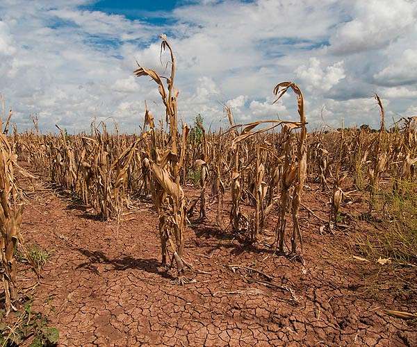 High heat can serve up food insecurity within days