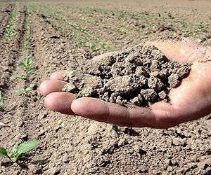 Amid drought, US opens up land for grazing, haying