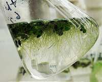 Duckweed is an incredible, radiation-fighting astronaut food