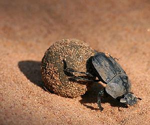 Boring work: Wormhole sleuth peeks into ancient beetle history