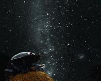 Different dung beetle species use different celestial cues for navigation