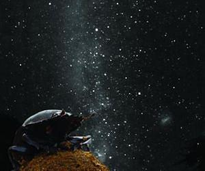 Dung beetles follow the Milky Way