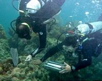 UGA ecologists provide close-up of coral bleaching event
