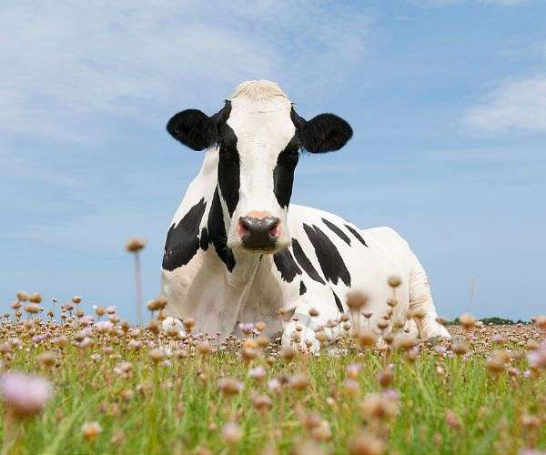 Dutch farmer party hopes to reap election gains