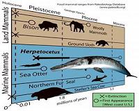 Fossils reveal origins of filter feeding in baleen whales