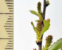 Genetic legacy of rare dwarf trees is widespread