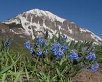Belgium's 'fairytale' bluebell forest victim of own beauty