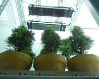Increased UV from ozone depletion sterilizes trees