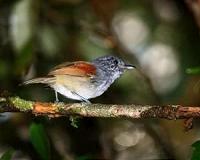 Audubon recruiting bird counters across the country