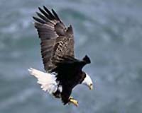 Decline In Alaskan Sea Otters Affects Bald Eagles' Diet