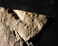 Earliest Animal Footprints Ever Found