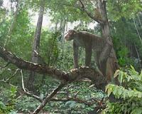 Primates have been drinking alcohol for 10 million years, according to a new study