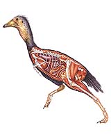 Ultra-Low Oxygen Could Have Triggered Mass Extinctions, Spurred Birds