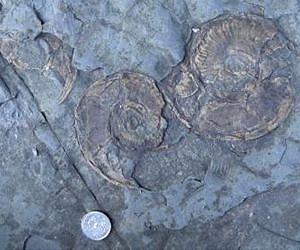 Jurassic records warn of risk to marine life from global warming
