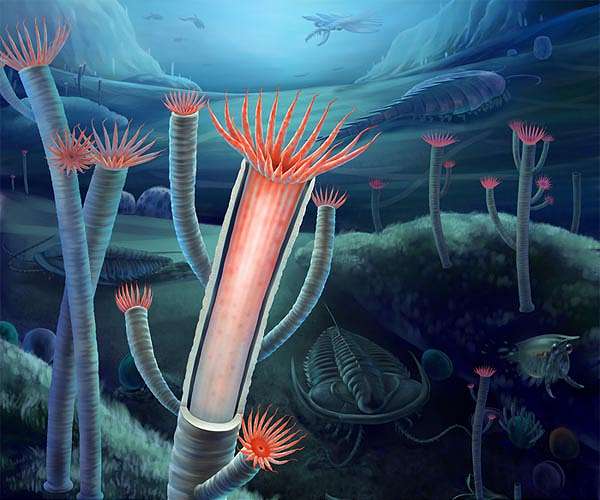 500 million year-old fossils reveal answer to evolutionary riddle