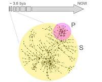 Biochemical 'fossil' shows how life may have emerged without phosphate