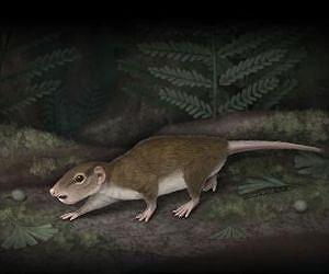 Unearthed: Fossil of history's most successful mammal