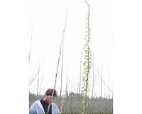 Discovery of a bud-break gene could lead to trees adapted for a changing climate