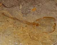 Scientists describe 'enigmatic' species that lived in Utah some 500 million years ago