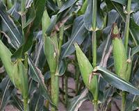 China to 'facilitate' new GM crops after years of waiting