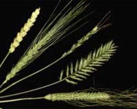 Mutant plants can boost yields, resistance: IAEA conference