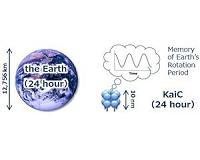 Earth's daily rotation period encoded in an atomic-level protein structure