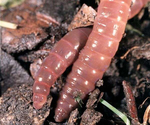 Earthworms contribute to 6.5% of world grain production: study
